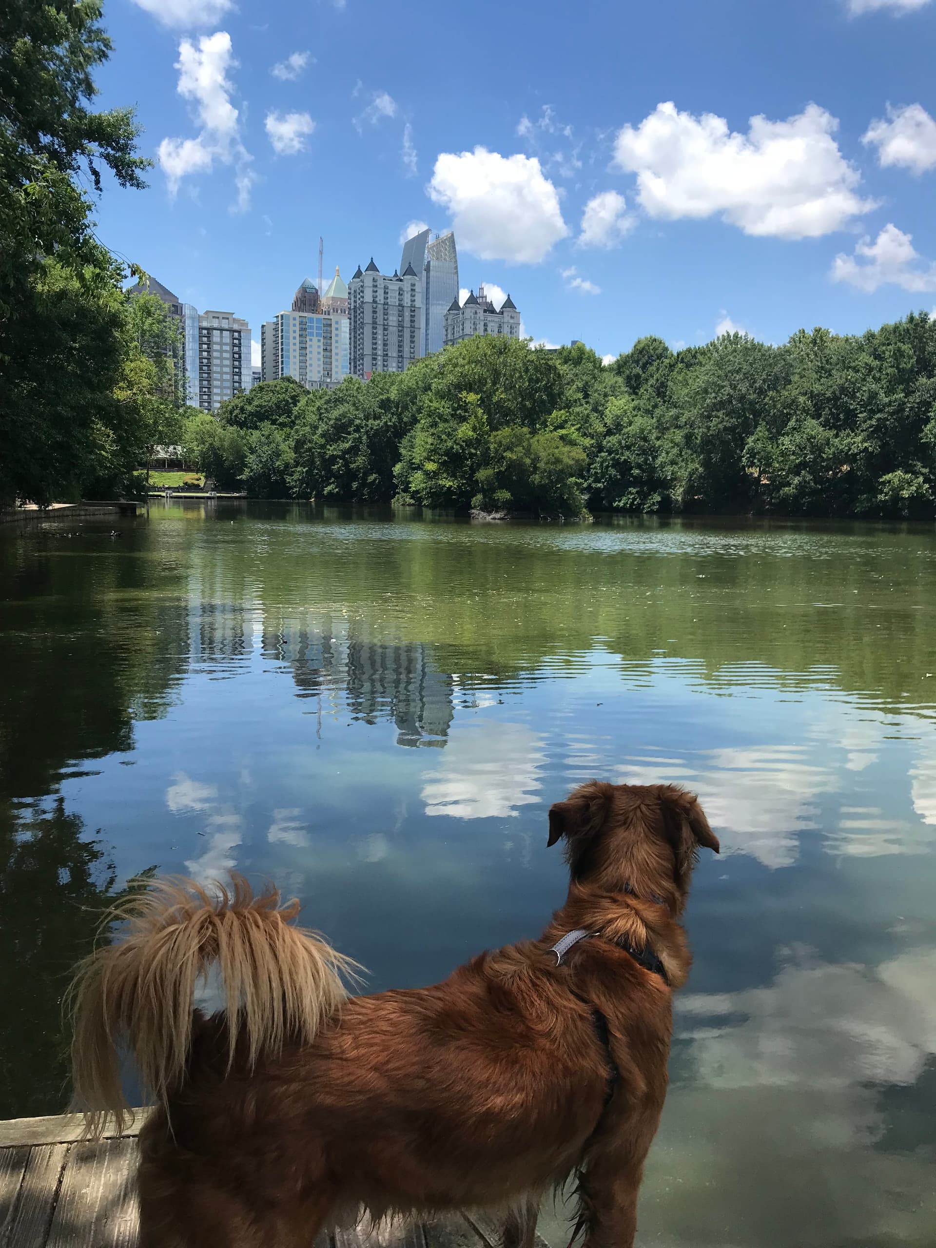 Dog at Lake in Piedmont Park